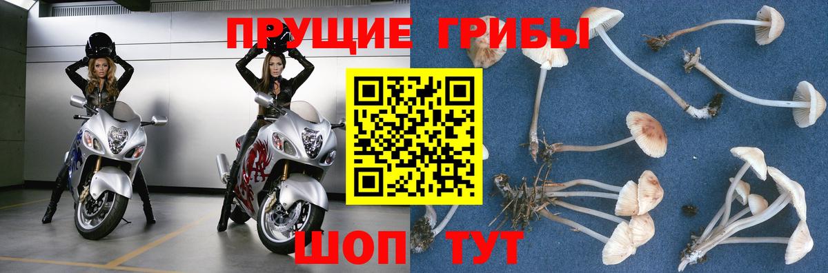 Саров  Псилоцибиновые грибы Psilocybe  Вход с VPN  Галлюциногенные грибы Psilocybe 